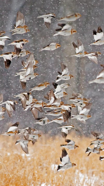 Snow buntings flock during a snowstorm in New York (© Marie Read/Minden Pictures) mobile wallpaper