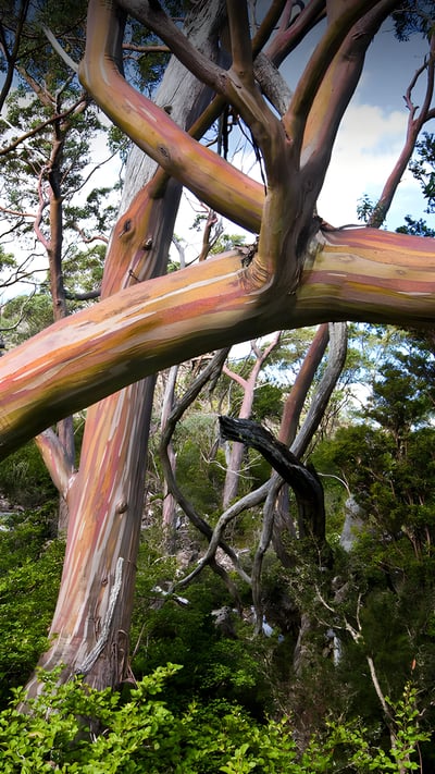 Tasmanian snow gum trees, Mount Field National Park, Tasmania, Australia (© Ignacio Palacios/Getty Images) mobile wallpaper