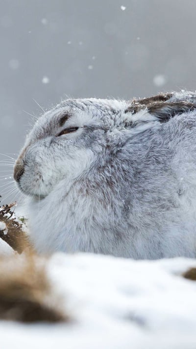 A mountain hare hunkers down in a snowstorm, the Cairngorms, Scotland (© Lyle McCalmont/Getty Images) mobile wallpaper