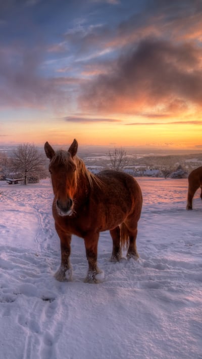 Chevaux comtois, Jura, Bourgogne-Franche-Comté, France (© Philippe Saire Photography/Getty Images) mobile wallpaper