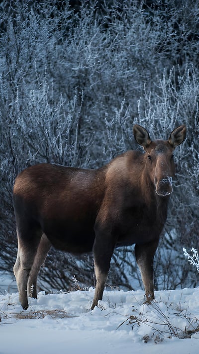 Female moose, Denali National Park, Alaska (© Cavan Images/Alamy) mobile wallpaper