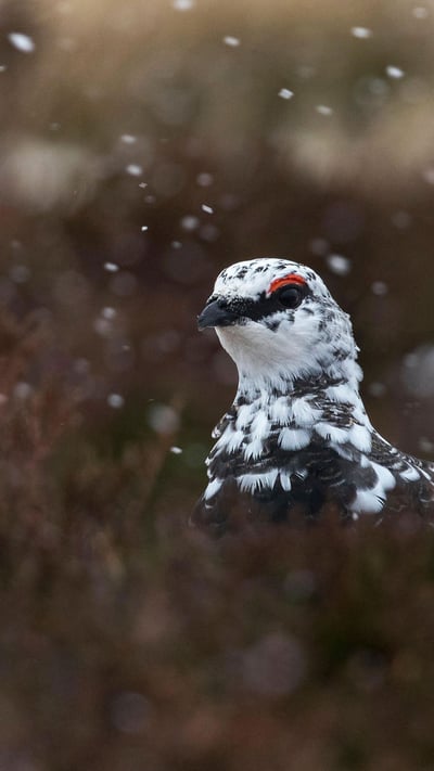Ptarmigan (lagopus muta) in snow, Scotland (© David Chapman/Alamy Stock Photo) mobile wallpaper