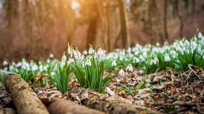 Der Frühling erwacht