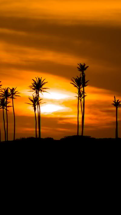 Silhueta de Árvores contra o Céu Alaranjado, Jericoacoara, Ceará (© Fuka jaz/Getty Images) mobile wallpaper