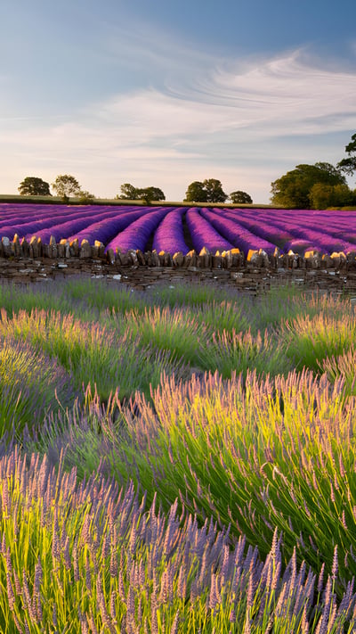 Field of lavender, Somerset, England (© Doug Chinnery/Getty Images) mobile wallpaper