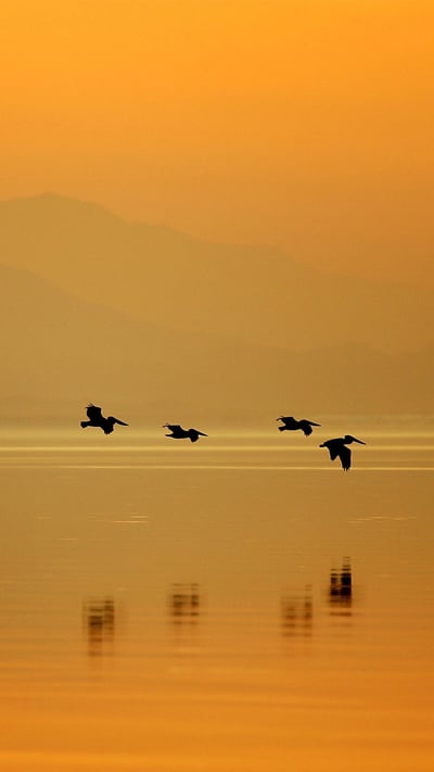 Pelicans at Sonny Bono Salton Sea National Wildlife Refuge, California (© David McNew/Getty Images) mobile wallpaper
