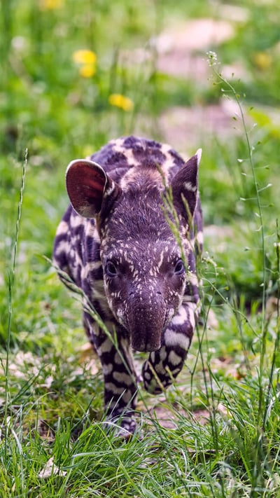 South American tapir calf trots through the grass (© Nick Fox/Shutterstock) mobile wallpaper