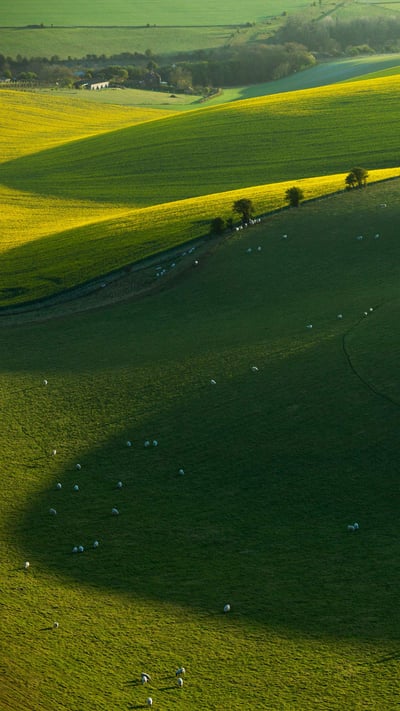 南唐斯国家公园的绵羊,东萨塞克斯郡,英国 (© Slawek Staszczuk/Alamy) mobile wallpaper