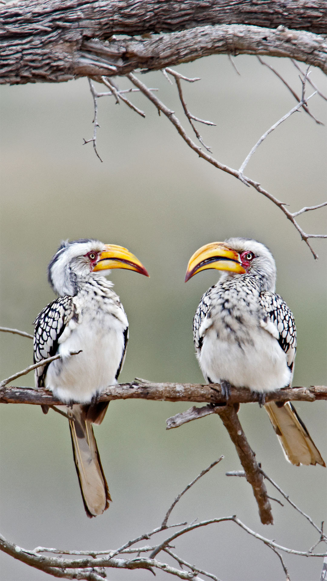 Southern yellow-billed hornbills in Kruger National Park, South Africa (© Ben Cranke/Getty Image) mobile wallpaper