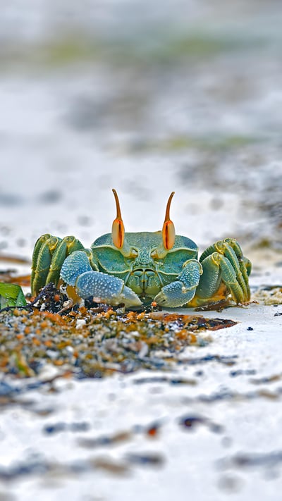 Horned ghost crab, Grand Anse, Praslin Island, Seychelles (© Ingo Schulz/Offset by Shutterstock) mobile wallpaper