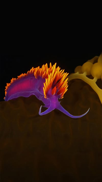 Spanish shawl nudibranch on kelp off Santa Catalina Island, Channel Islands, California (© WaterFrame/Alamy) mobile wallpaper
