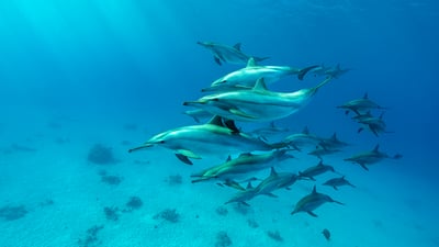 Swim wild, swim free