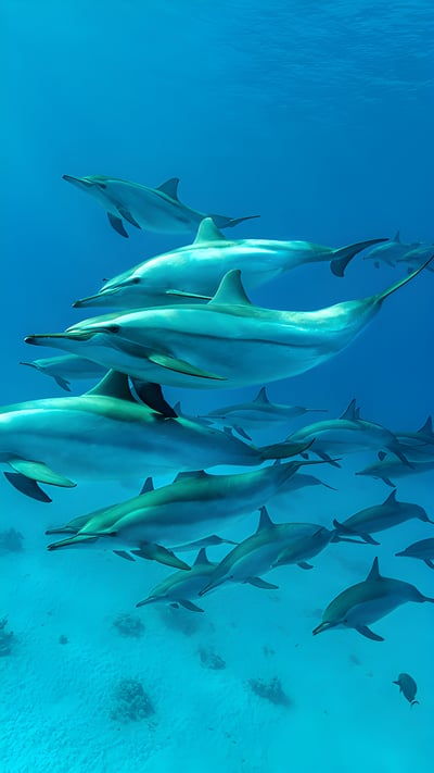 Spinner dolphin pod in the Red Sea, Marsa Alam, Egypt (© Franco Banfi/Nature Picture Library) mobile wallpaper