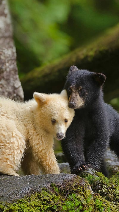 Kermode bear cub siblings huddling in Canada's Great Bear Rainforest, British Columbia (© Ian McAllister/Offset) mobile wallpaper