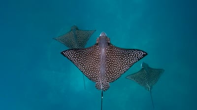 Winging it underwater