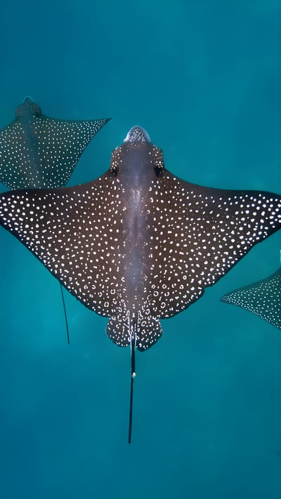 Spotted eagle rays, San Cristóbal Island, Galápagos Islands, Ecuador (© Tui De Roy/Minden Pictures) mobile wallpaper
