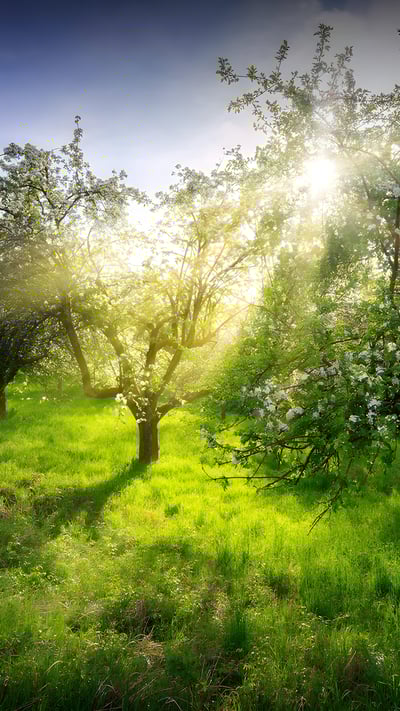 Apple trees in spring, Germany (© Smileus/Getty Images) mobile wallpaper