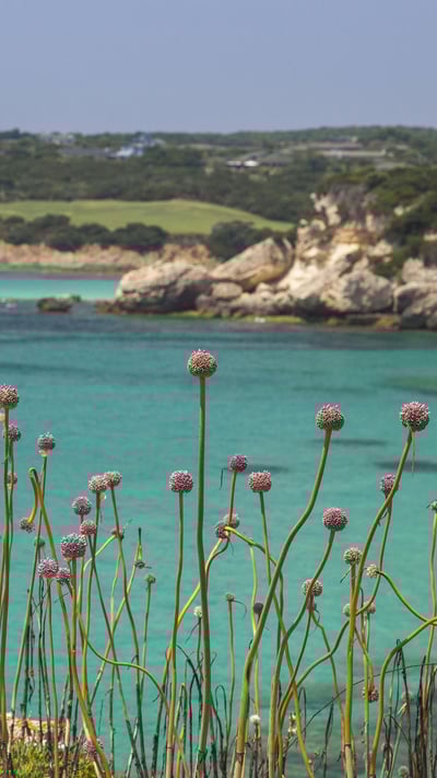 Petites fleurs roses le long d’une crique, Bonifacio, Corse, France (© Roberto Moiola/Getty Images) mobile wallpaper