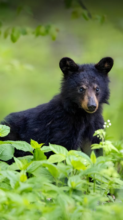 American black bear cub in spring, Shenandoah National Park, Virginia (© Scott Suriano/Getty Images) mobile wallpaper
