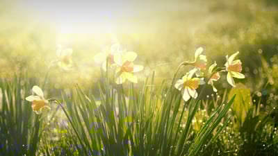 Spring awakening