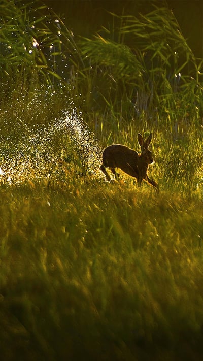 European hare, Netherlands (© Jim Brandenburg/Minden Pictures) mobile wallpaper
