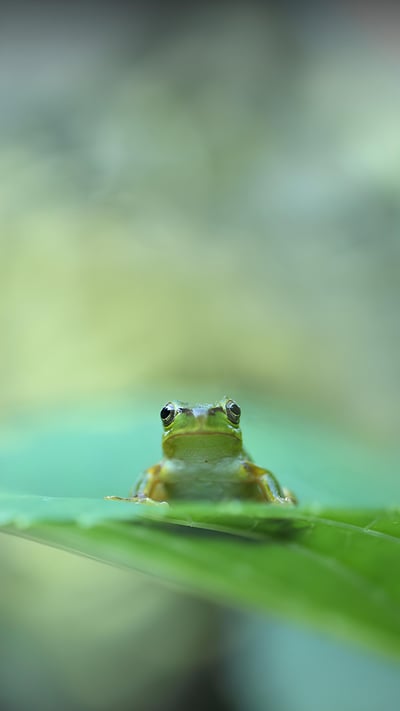 Tree frog on leaf (© Tetsuya Tanooka/DEEPOL by plainpicture) mobile wallpaper