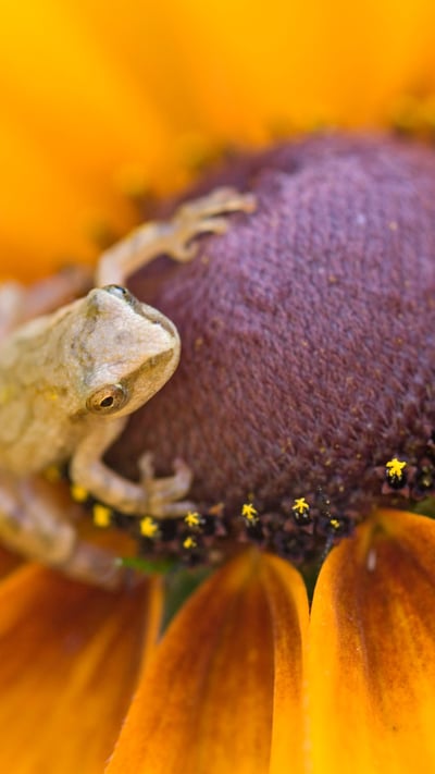Spring peeper (Hyla crucifer) perched on a black-eyed Susan in a flower garden in Ontario (© Don Johnston/Alamy Stock Photo) mobile wallpaper