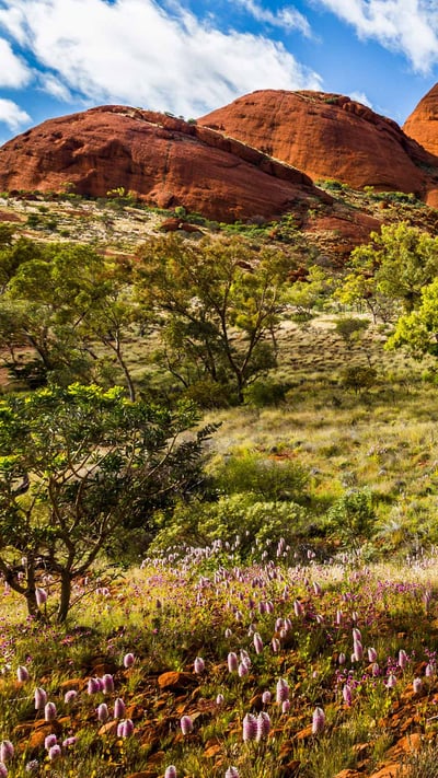 Spring in Uluru-Kata Tjuta National Park, Australia (© Sabine Leuenberger/Alamy Stock Photo) mobile wallpaper