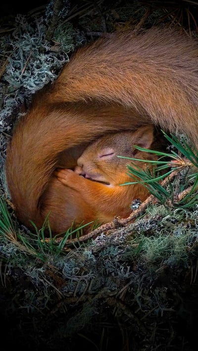 Red squirrel in a nest of lichen and pine needles, Scottish Highlands (© Neil Anderson/Minden Pictures) mobile wallpaper