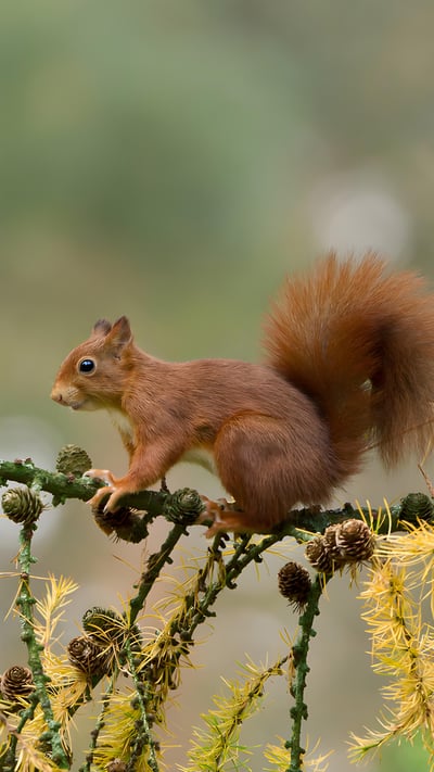 Eurasian red squirrel, Netherlands (© Ernst Dirksen/Minden Pictures) mobile wallpaper