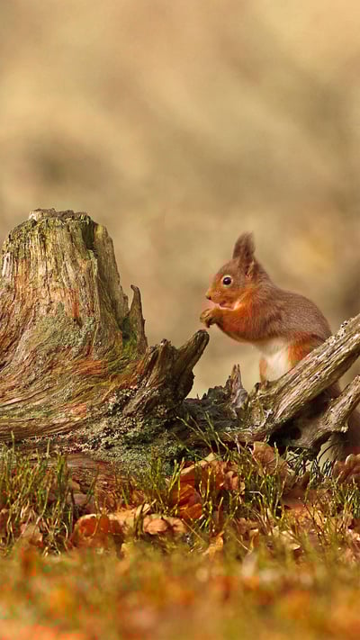 Red squirrels in Cairngorms National Park, Highlands, Scotland (© Scotland: The Big Picture/Minden Pictures) mobile wallpaper