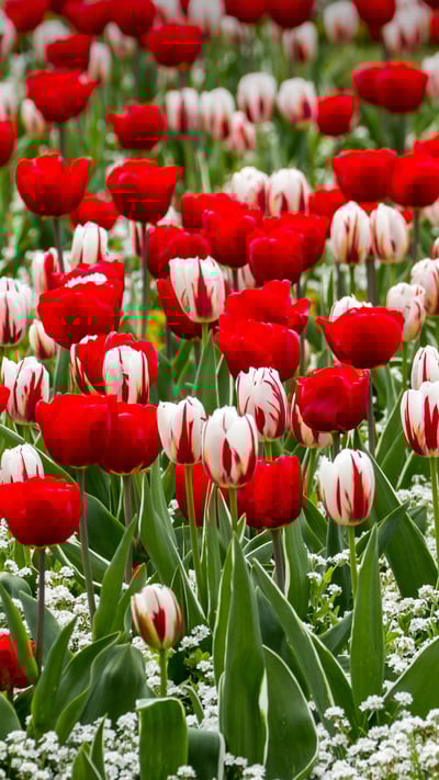 Red and white tulips for St George’s Day (© Annie Eagle/Alamy Stock Photo) mobile wallpaper