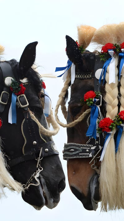 Traunsteiner Pferde beim traditionellen St. Georgi-Ritt am Ostermontag in bayerischen Farben geschmückt, Deutschland (© Christof Stache/AFP via Getty Images) mobile wallpaper