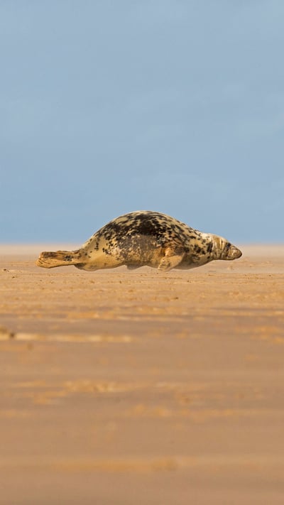 Grey seal hitching itself over the beach at Donna Nook, North Lincolnshire, England (© Frederic Desmette/Minden Pictures) mobile wallpaper
