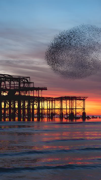 Starling murmuration over the ruins of Brighton's West Pier, England (© Philip Reeve/Photodisc/Getty Images) mobile wallpaper