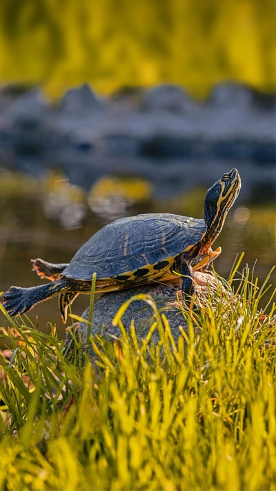 A male yellow-bellied slider (© Marko Markovic Photography/Shutterstock) mobile wallpaper