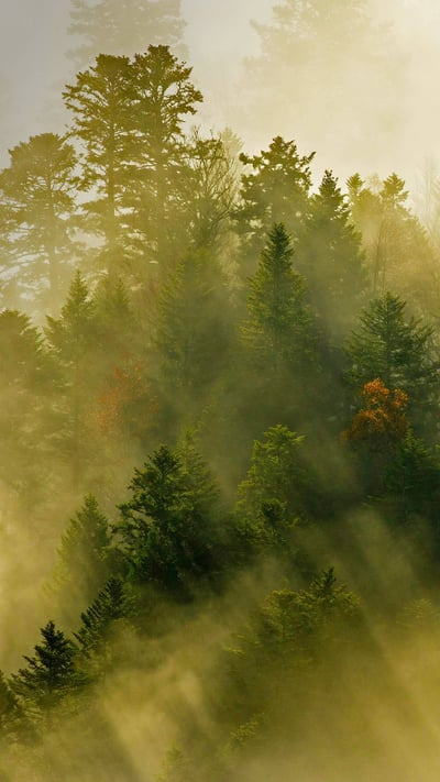 孚日山脉的针叶林,法国 (© Radomir Jakubowski/Minden Pictures) mobile wallpaper