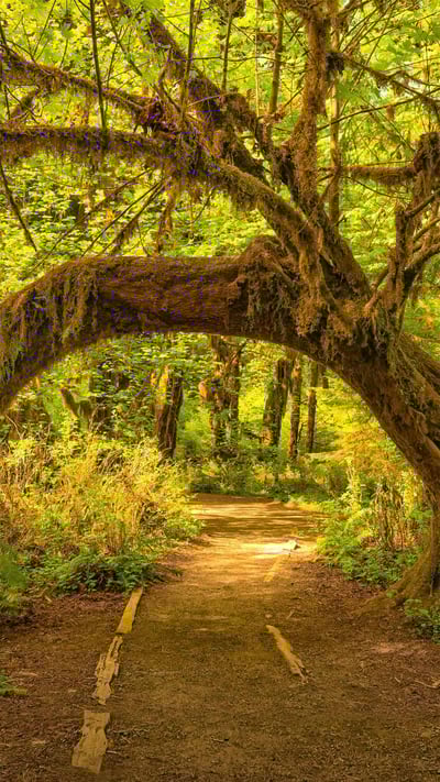 The Hoh Rainforest in Olympic National Park, Washington state (© Jorge Romano/Offset by Shutterstock) mobile wallpaper