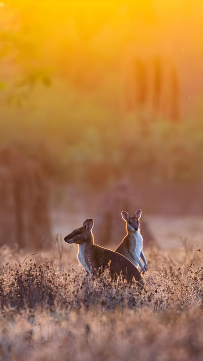 Wallabies at sunrise, Adelaide River, Northern Territory, Australia (© Jeremy Woodhouse/Getty Images) mobile wallpaper