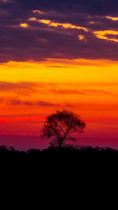 Um belo pôr do sol no Pantanal do Brasil (© Lucas Ninno/Getty Images) mobile wallpaper