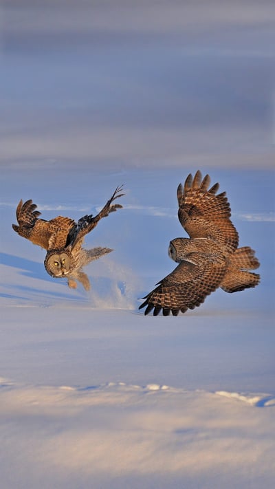 Great gray owls in Montreal, Canada (© rollandgelly/Getty Images) mobile wallpaper