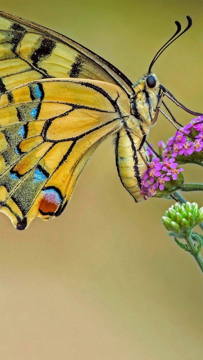 Old World swallowtail butterflies on a flower (© Alberto Ghizzi Panizza/Getty Images) mobile wallpaper