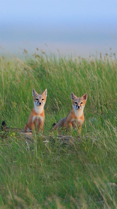 Swift fox pups in Grasslands National Park near Val Marie in Saskatchewan, Canada (© John E Marriott/age fotostock) mobile wallpaper