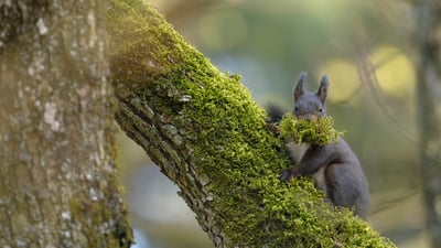 Twig by twig, she prepares
