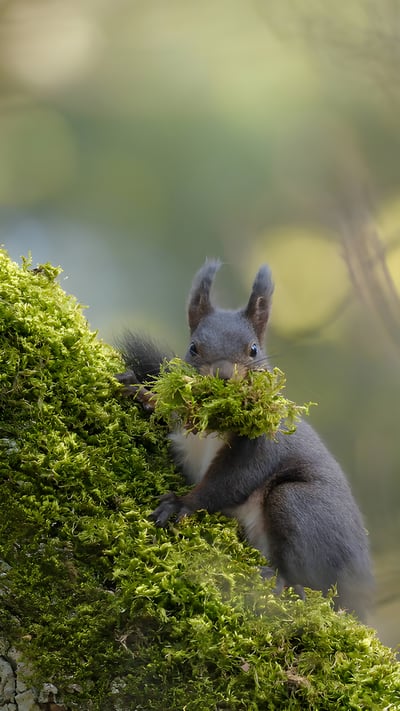 A female Eurasian red squirrel carrying moss, Switzerland (© Jean-Luc and Francoise Ziegler/Minden Pictures) mobile wallpaper