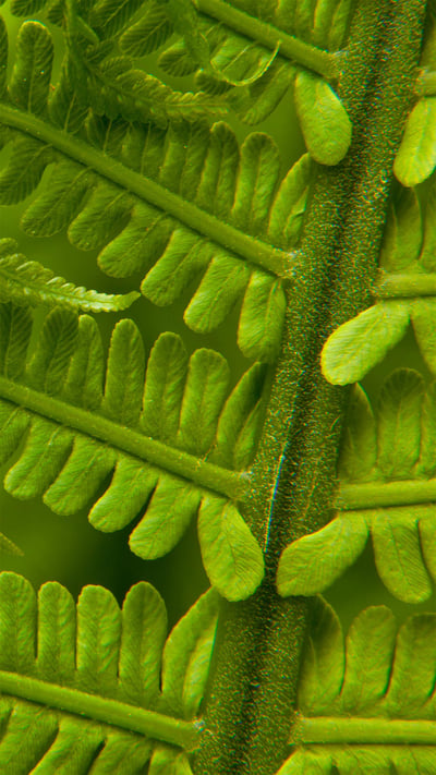 Detail of an ostrich fern in spring, Washington state (© Stephen Matera/Tandem Stills + Motion) mobile wallpaper
