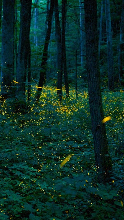 Synchronous fireflies illuminate the forests of Great Smoky Mountains National Park, Tennessee (© Floris van Breugel/Minden Pictures) mobile wallpaper