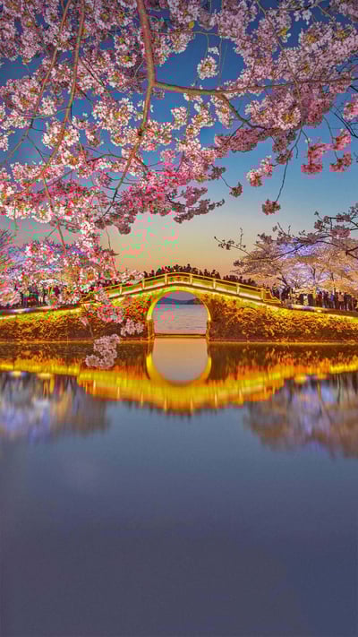 Cherry blossoms at Lake Tai at Wuxi, China (© Eric Yang/Getty Images) mobile wallpaper