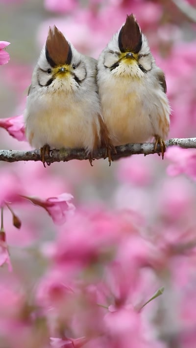 Taiwan yuhina pair, Alishan National Scenic Area, Taiwan (© Staffan Widstrand/Minden Pictures) mobile wallpaper