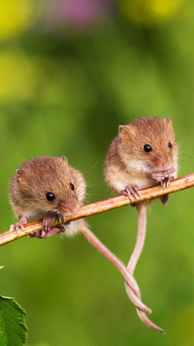 Souris des moissons installées sur une branche, queues entrelacées pour rester en équilibre, France (© Klein and Hubert/Minden Pictures) mobile wallpaper